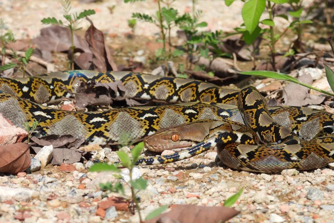 Pioneering cancer treatment saves python named Jodie Foster at British zoo
