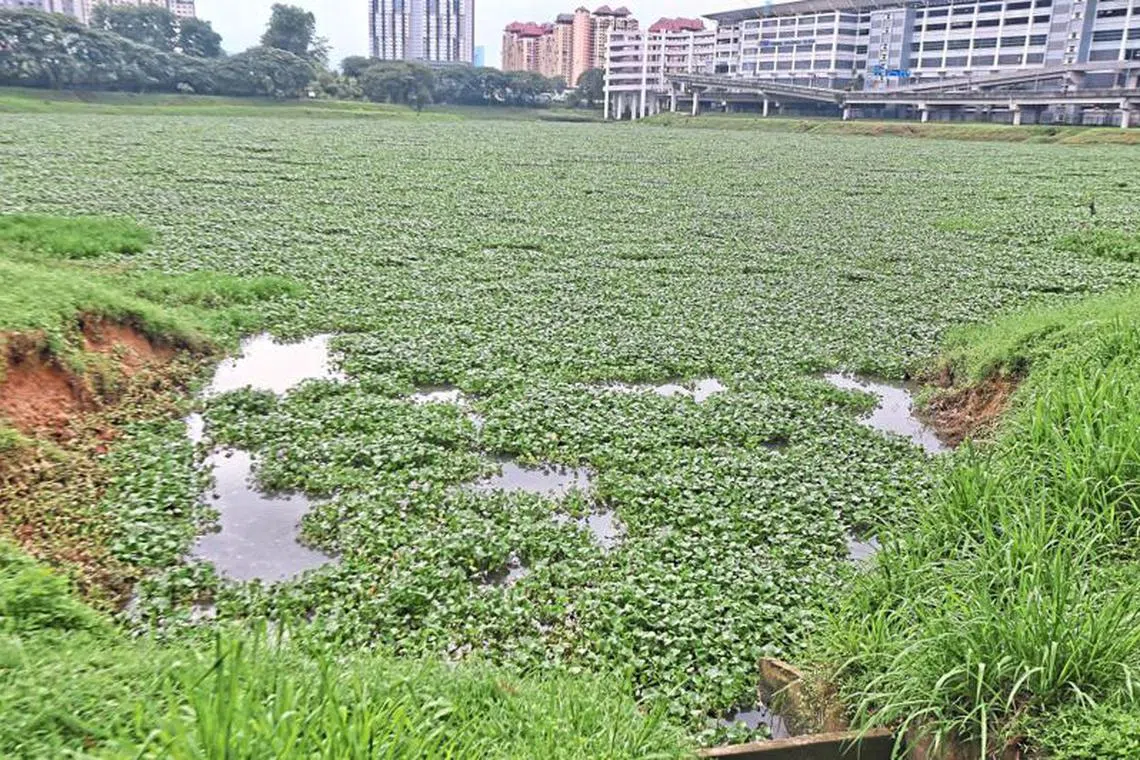 Decaying carcasses of fish have left a stench at the plant-choked Sungai Midah flood retention pond.