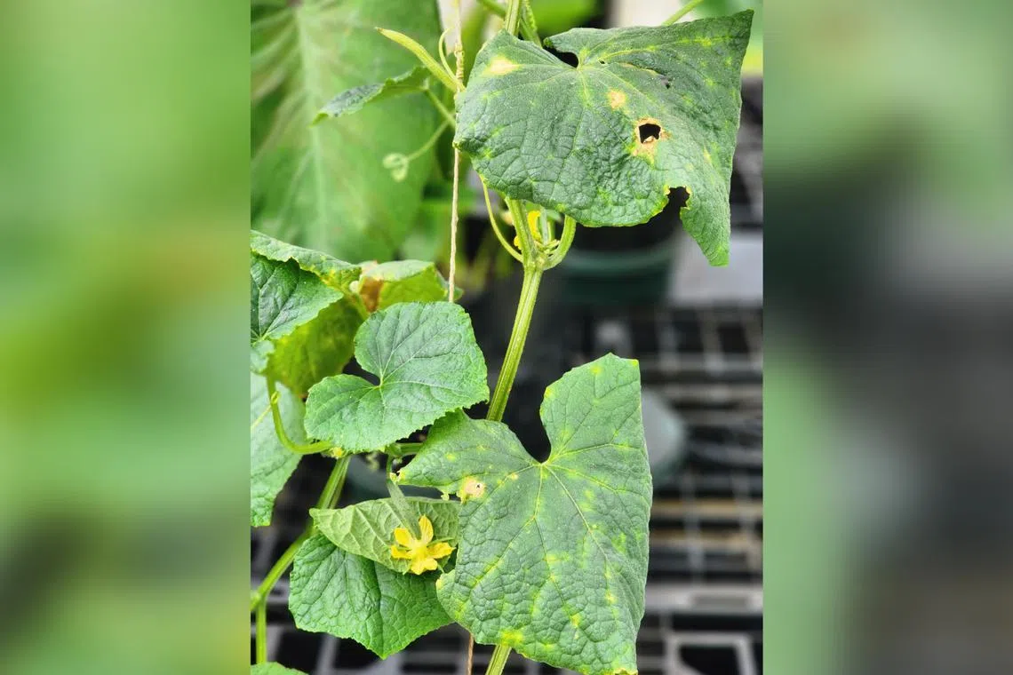 Once infected with a fungal disease, the marks on the leaves of cucumber plants are permanent and can spread to other plants.