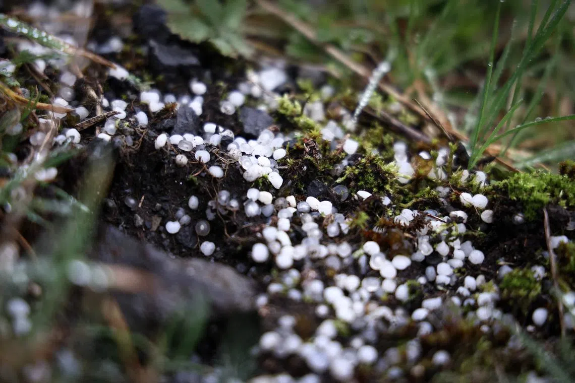 This photograph taken on February 22, 2024 in Ecaussinnes, shows plastic pellets on the ground close to an industrial zone with petrochemical factories. They are buried in the ground and in ditches, dotting riverbanks and watercourses: a Belgian municipality is fighting against the "insidious" pollution caused by the plastic microbeads produced on its territory, at a time when the EU wants to tighten up its rules. (Photo by Kenzo TRIBOUILLARD / AFP)