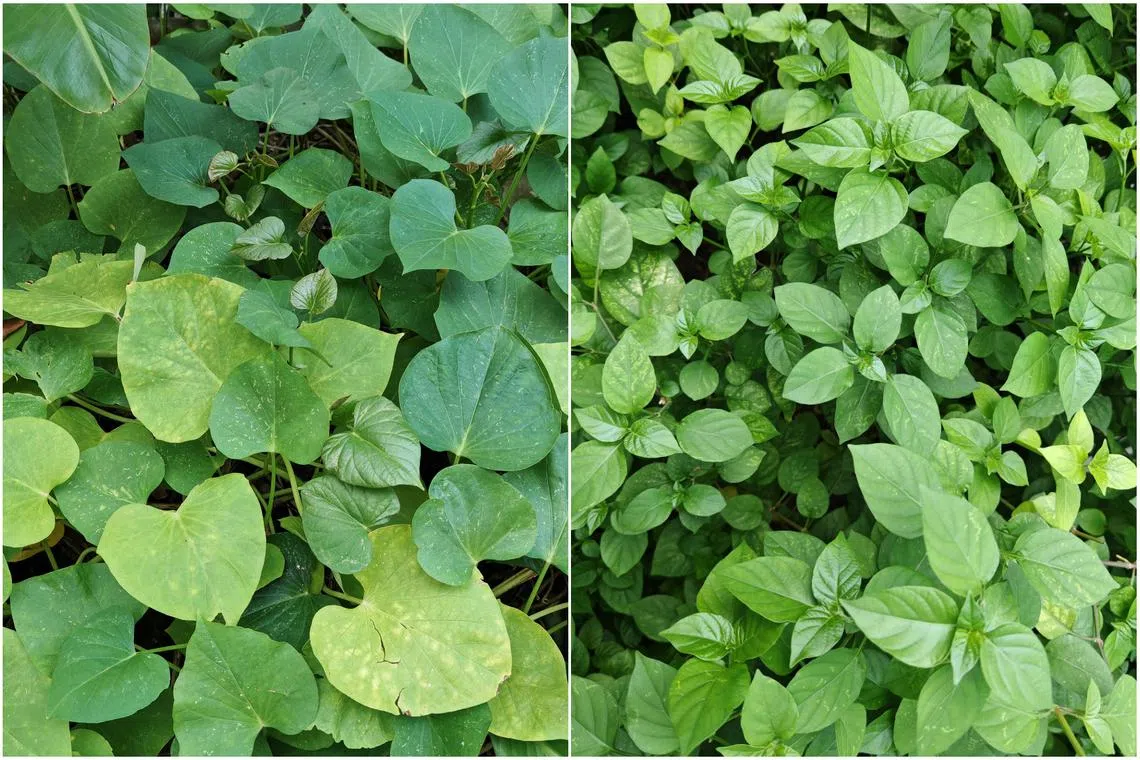 The white marks on the leaves of sweet potato (above) and asystasia plants are likely to be caused by sap-sucking insects.