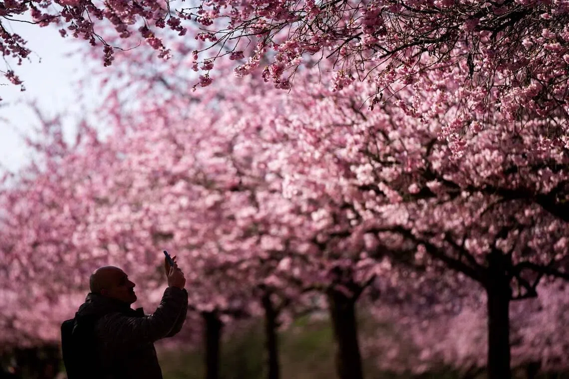 A man taking pictures of cherry blossoms in the gardens of the Reggia of Venaria Reale near Turin, Italy, on March 19, 2026. 