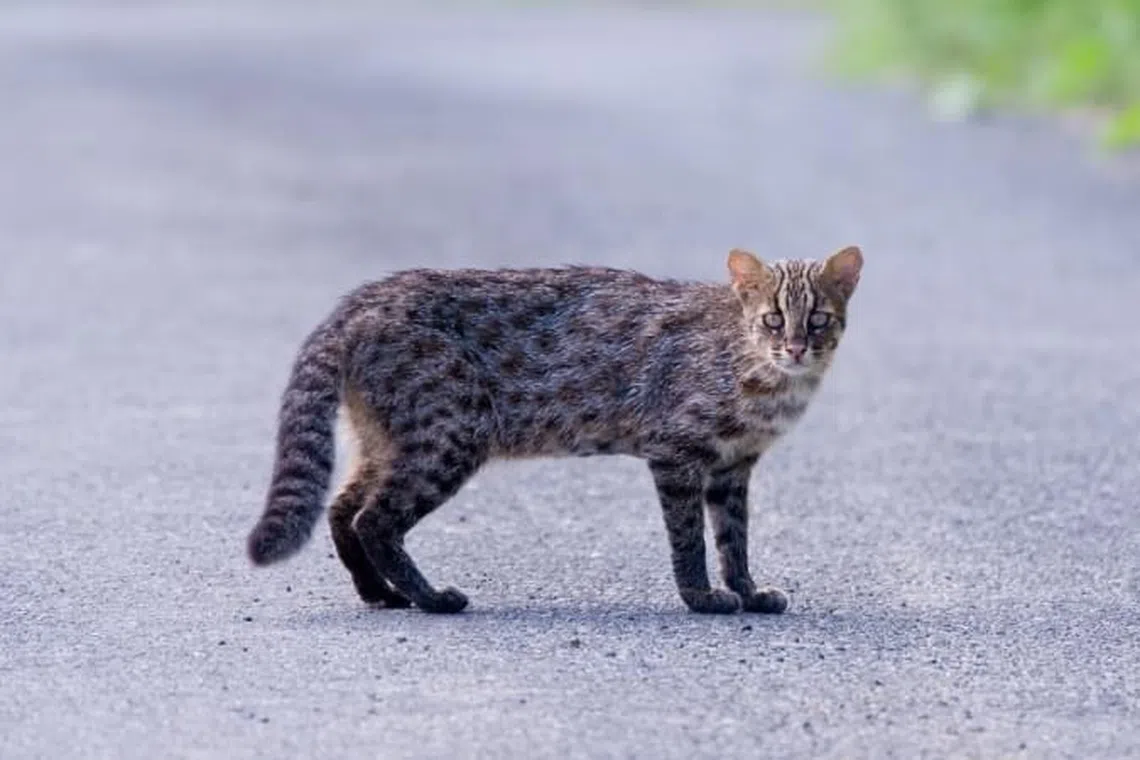 Tsushima leopard cats inhabit the island of Tsushima in south-western Japan’s Nagasaki Prefecture.