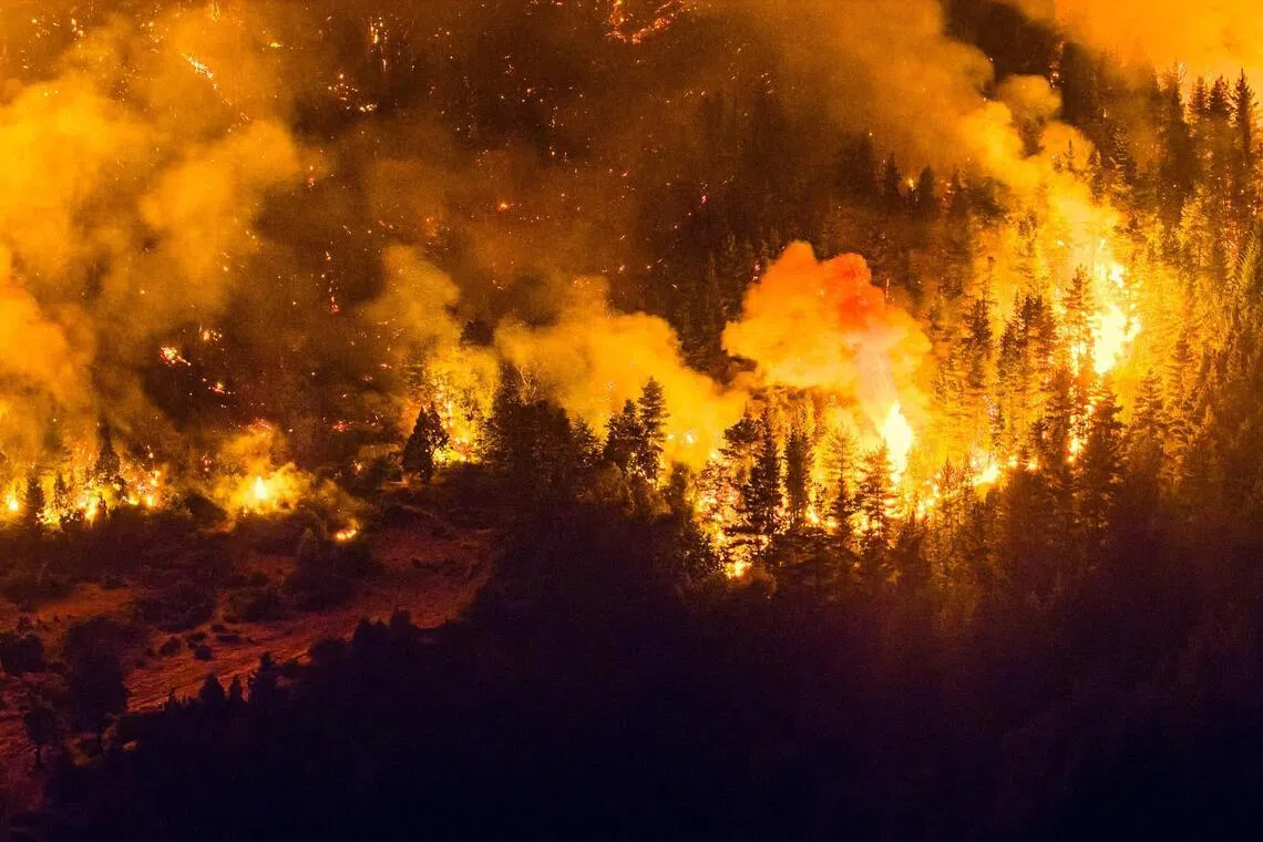 Wildfires have ripped through vast tracts of forest in Patagonia since the start of the Southern hemisphere summer.