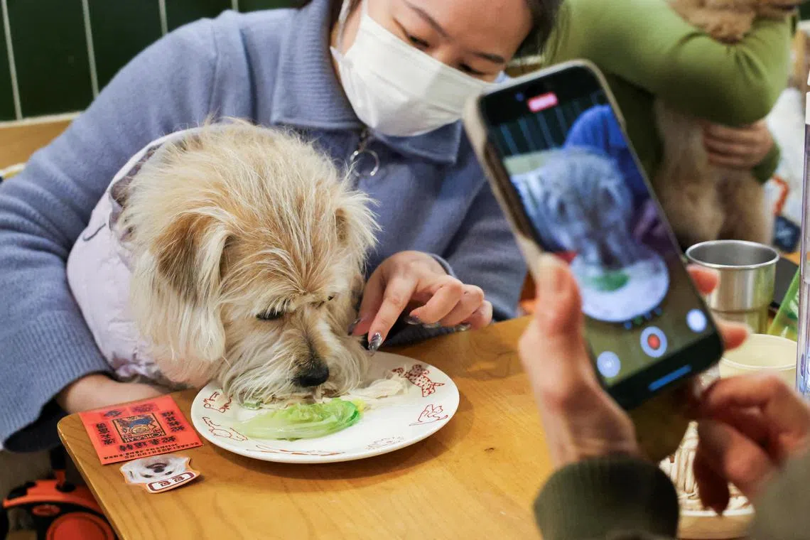 A dog owner feeds her dog during a dinner for dogs event in Shanghai, China.