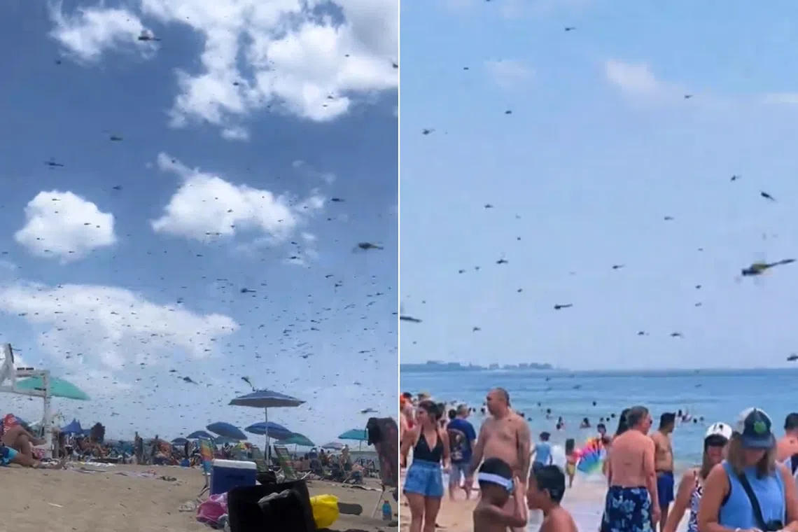 Children screamed in fear as others swatted the insects away from their bodies. 