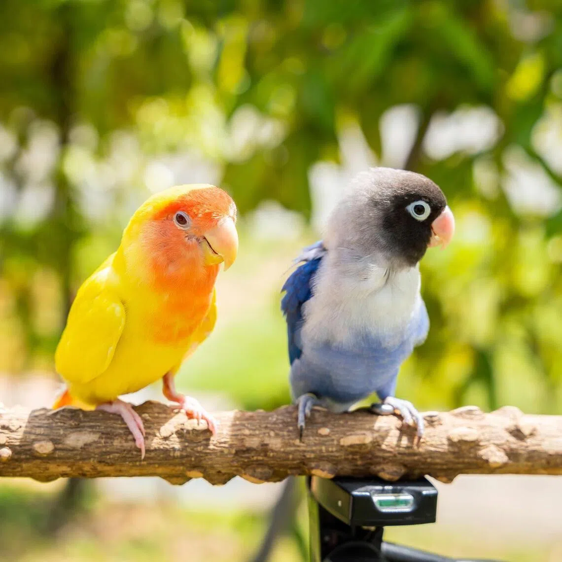 Many bird species hide pain and illness to avoid predation, making it easy for bird owners to miss early signs of illness.