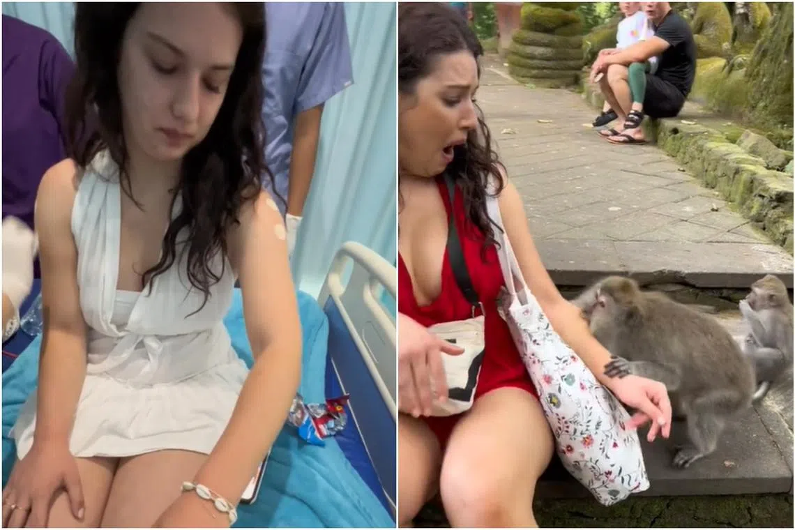 Ms Erica Mussini is seen sitting on a step at the Monkey Forest in Ubud, where she is interacting with two monkeys next to her.