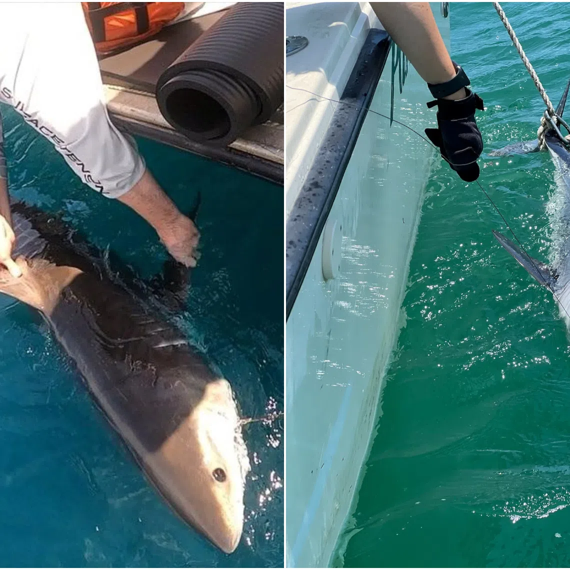 Sharks are tagged to collect data that may provide information on the intensity of hurricanes before they make landfall.