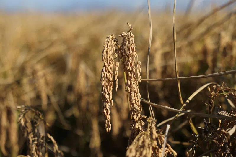 The Philippine government will raise import duties by five percentage points for every 5 per cent decline in world rice prices.