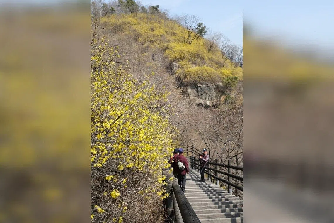 Spring blossoms bloom across South Korea