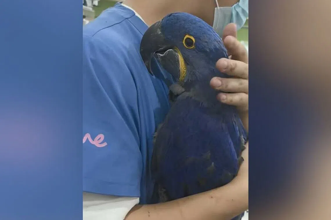 The hyacinth macaw named Er Bao is about one-year-old and came from a zoo.