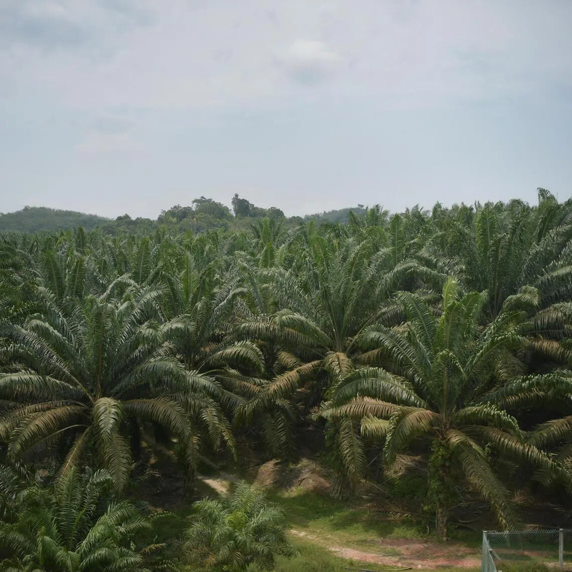 Malaysia's palm oil companies are earmarking some of the vast tracts of land they own for industrial parks studded with data centres and solar panels.