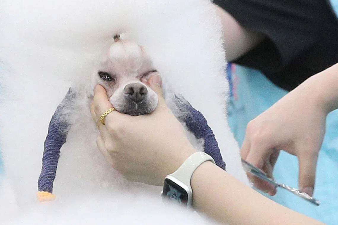 A contestant trims the hair of a pet dog during a contest of pet dog cosmeticians at the EXCO convention center in Daegu, South Korea, June 9. 