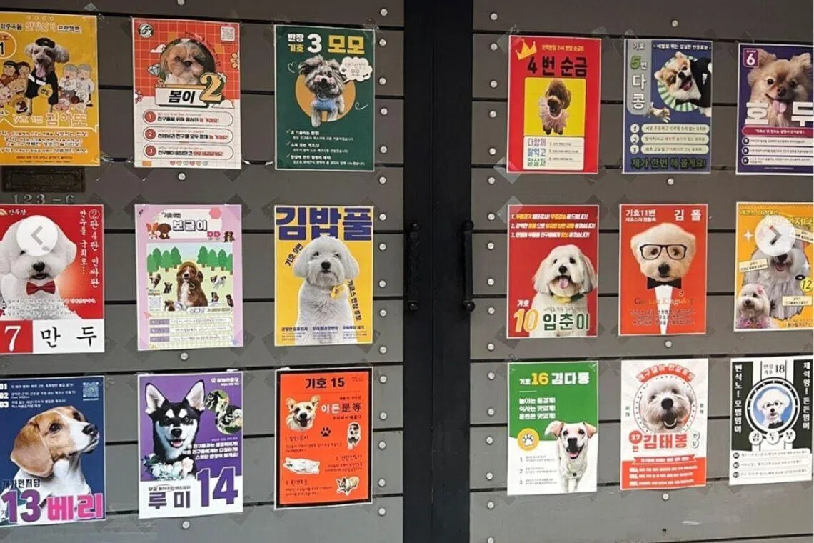 Puppy Pawlitics: Dog class elections gain traction at South Korea’s pet kindergartens