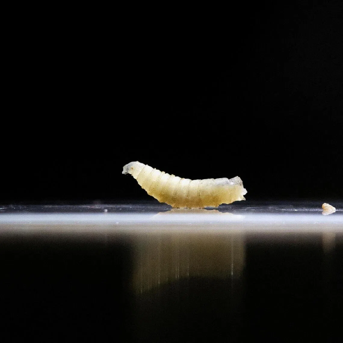 Screwworms are parasitic flies whose females lay eggs in wounds on any warm-blooded animal. Livestock and wild animals are usually the victims.