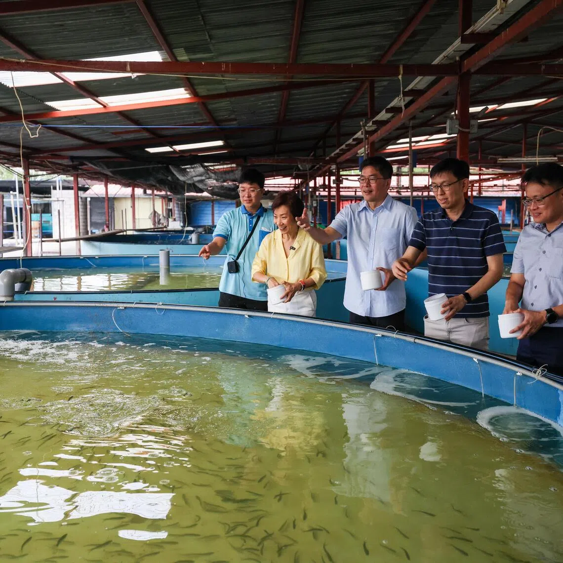 Minister for Sustainability and the Environment Grace Fu feeding fish during a visit to the Prime Aquaculture Hatchery on Pulau Ketam on July 31.