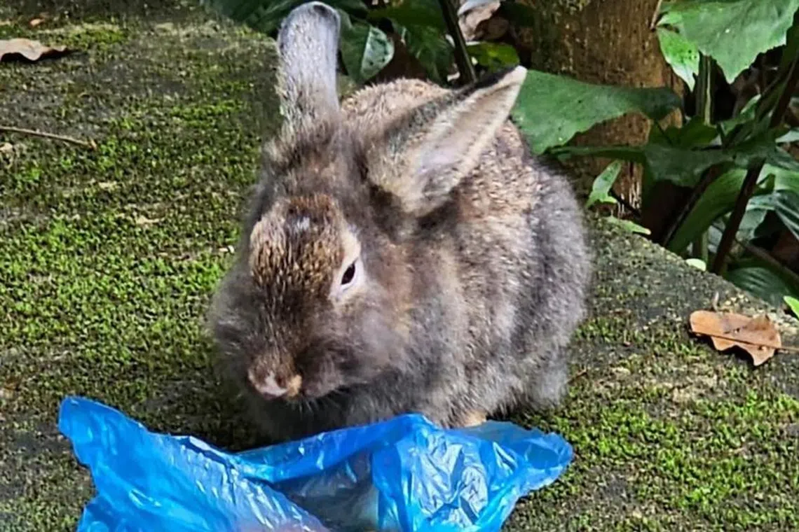 On Jan 4, the group said it had received reports on three abandoned rabbits seen in the area.