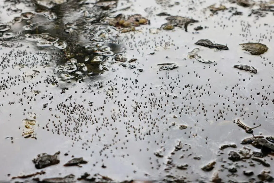 FILE PHOTO: Mosquitoes are seen on stagnant water on the roadside during countrywide dengue infection, in Dhaka, Bangladesh, August 24, 2023. REUTERS/Mohammad Ponir Hossain/File Photo