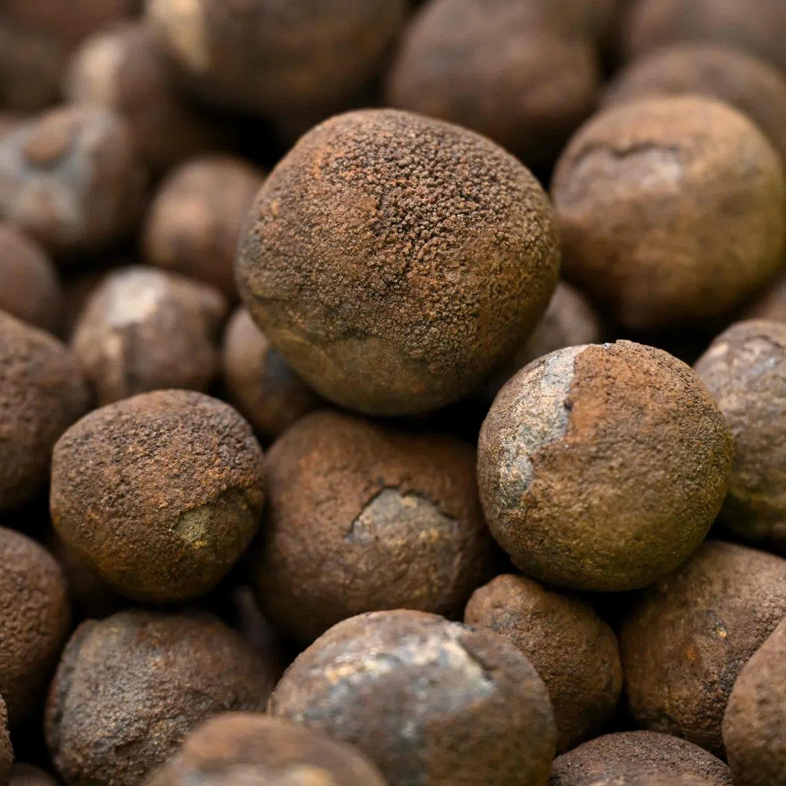 Polymetallic nodules encrusted with coveted metals like cobalt, nickel and manganese seen onboard the research vessel MV Anuanua Moana in Rarotonga, Cook Islands.