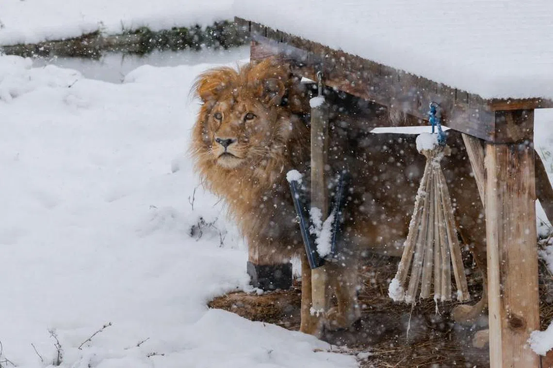 Lion Gjon looks on as the bear sanctuary is covered with the first snow in Mramor, near the capital Pristina, Kosovo November 25, 2023. The lion Gjon was rescued last year from a local restaurant that was caged to amuse restaurant-goers. The lion is expected to be transported to South Africa once all legal hurdle is solved. REUTERS/Valdrin Xhemaj