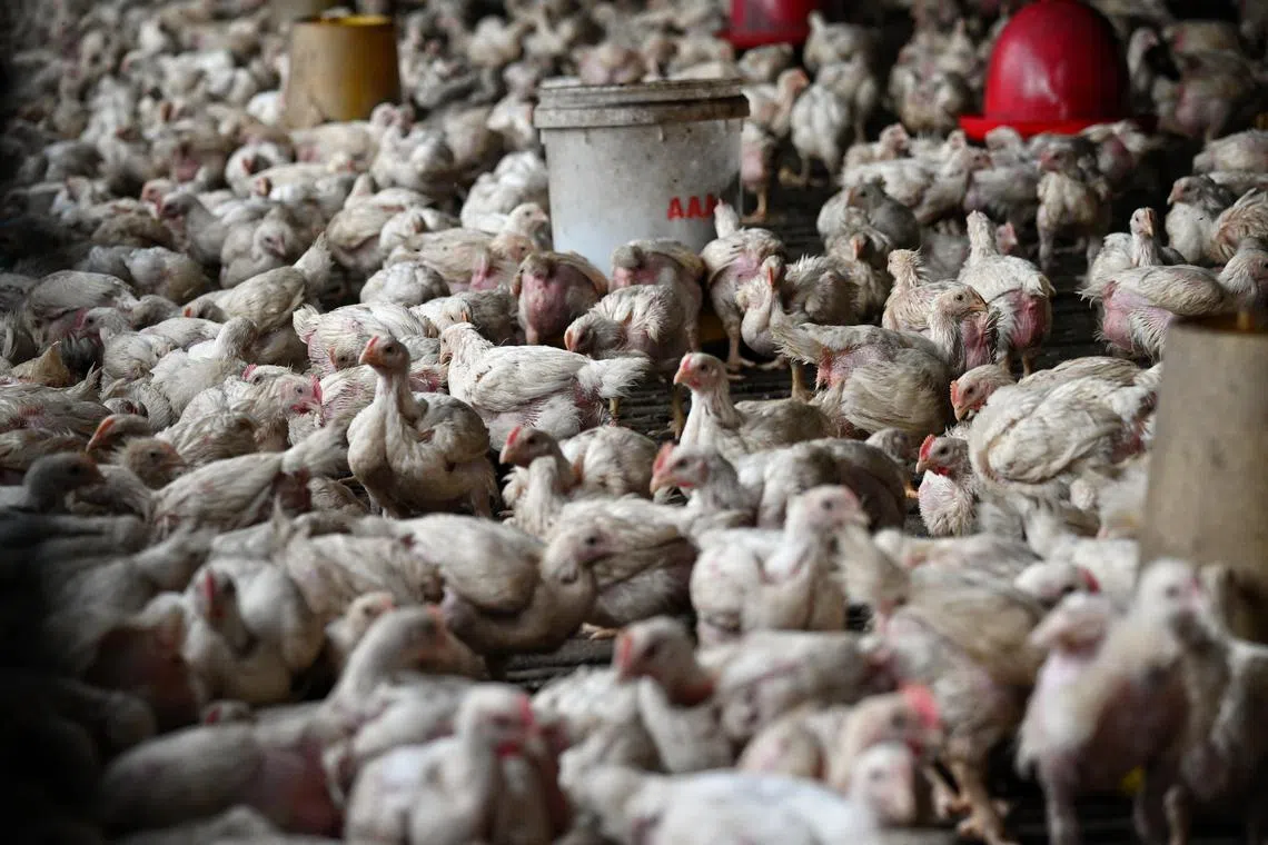 Malaysia’s chicken breeders and farmers want the newly-appointed Agriculture and Food Security Minister Mohamad Sabu to meet them and help solve long-standing issues in the industry.