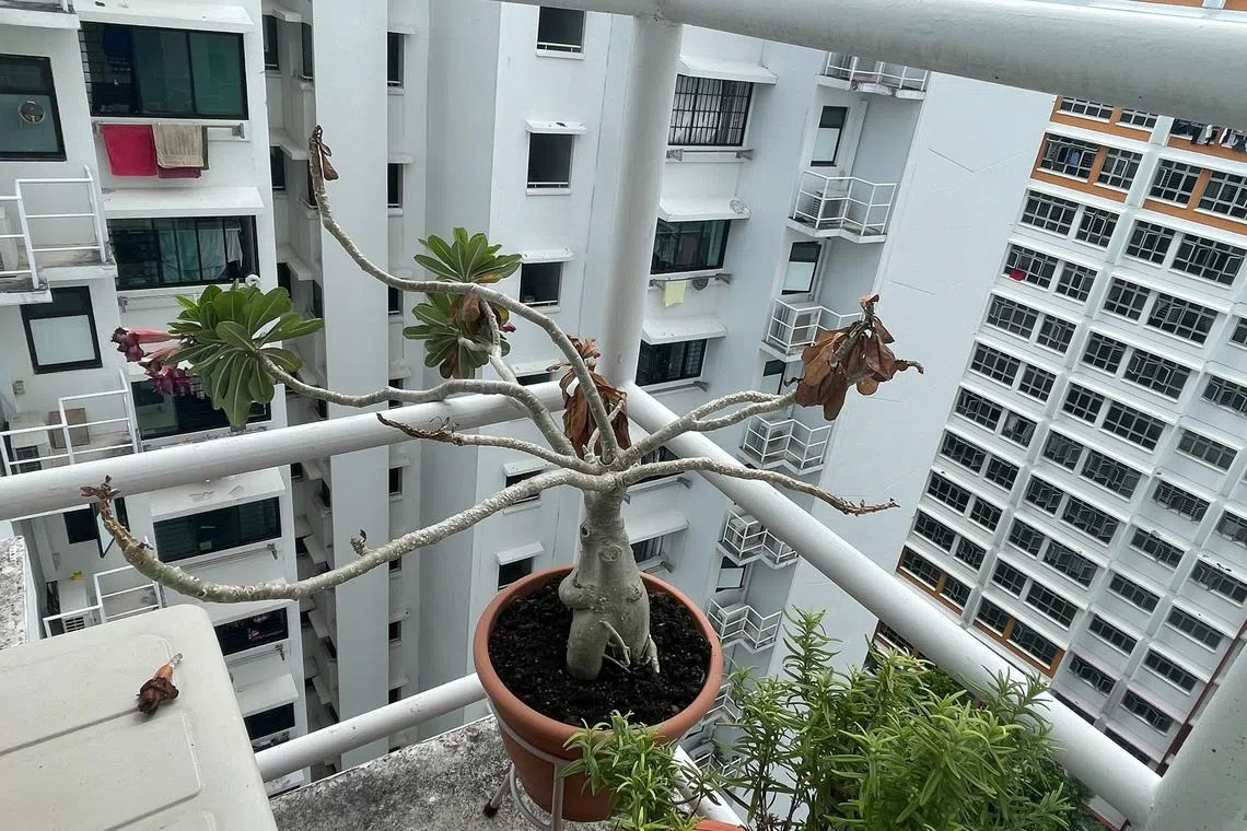 This Desert Rose could be suffering from a mealy bug infestation.