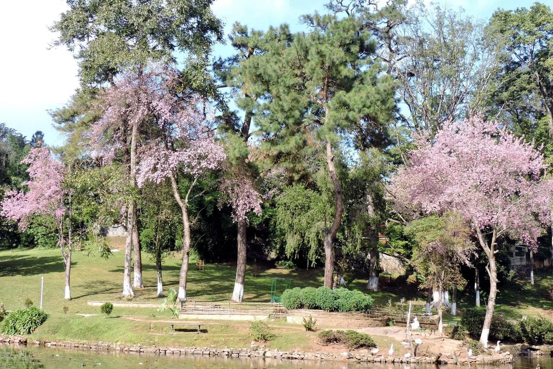 Cherry blossom trees at Ward's Lake, a popular tourist destination in Shillong. Credit: Dinabandhu Sahoo
