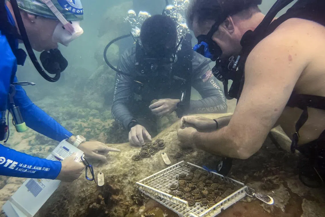 US Army veterans plant micro-fragments of coral of the same genotype on a reef, in order for it to fuse and become a colony, off the coast of Key West, Florida, on July 13, 2023. The veterans, wounded in combat, are planting coral as part of a mission to save coral that is threatened by disease and rising sea temperature, and help them heal combat wounds -- both physical and emotional. (Photo by Jesus OLARTE / AFP)
