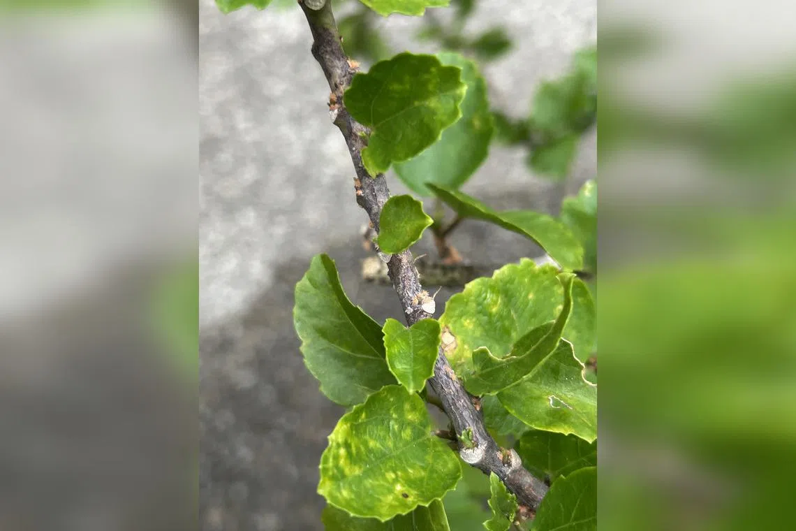 Unless the plant is small or weak, it may be best to prune the more infested portions first to reduce the pest population.