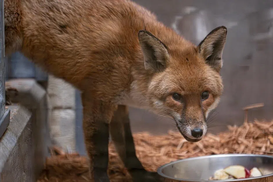 The fox was detected on arrival at the Port of New York and New Jersey.