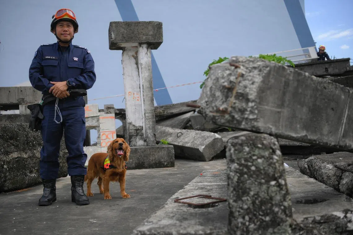SCDF search dog called Timmy, who is an English Cocker Spaniel, at the Home Team Tactical Centre .