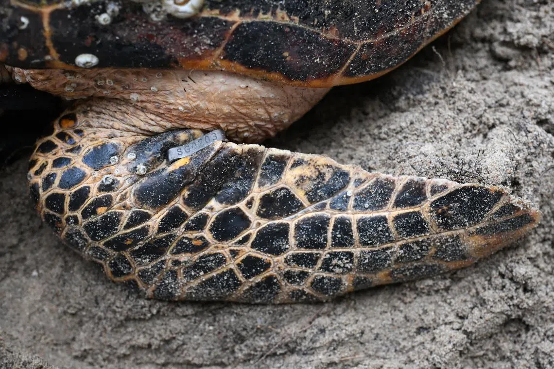 A tag on one of the turtle’s flippers.