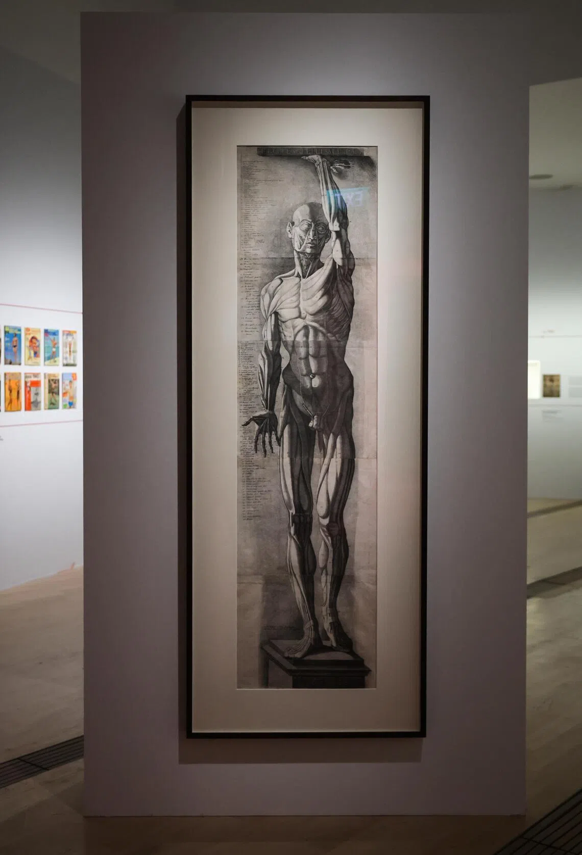 An ecorche figure by 18th-century printmaker Antonio Cattani. 