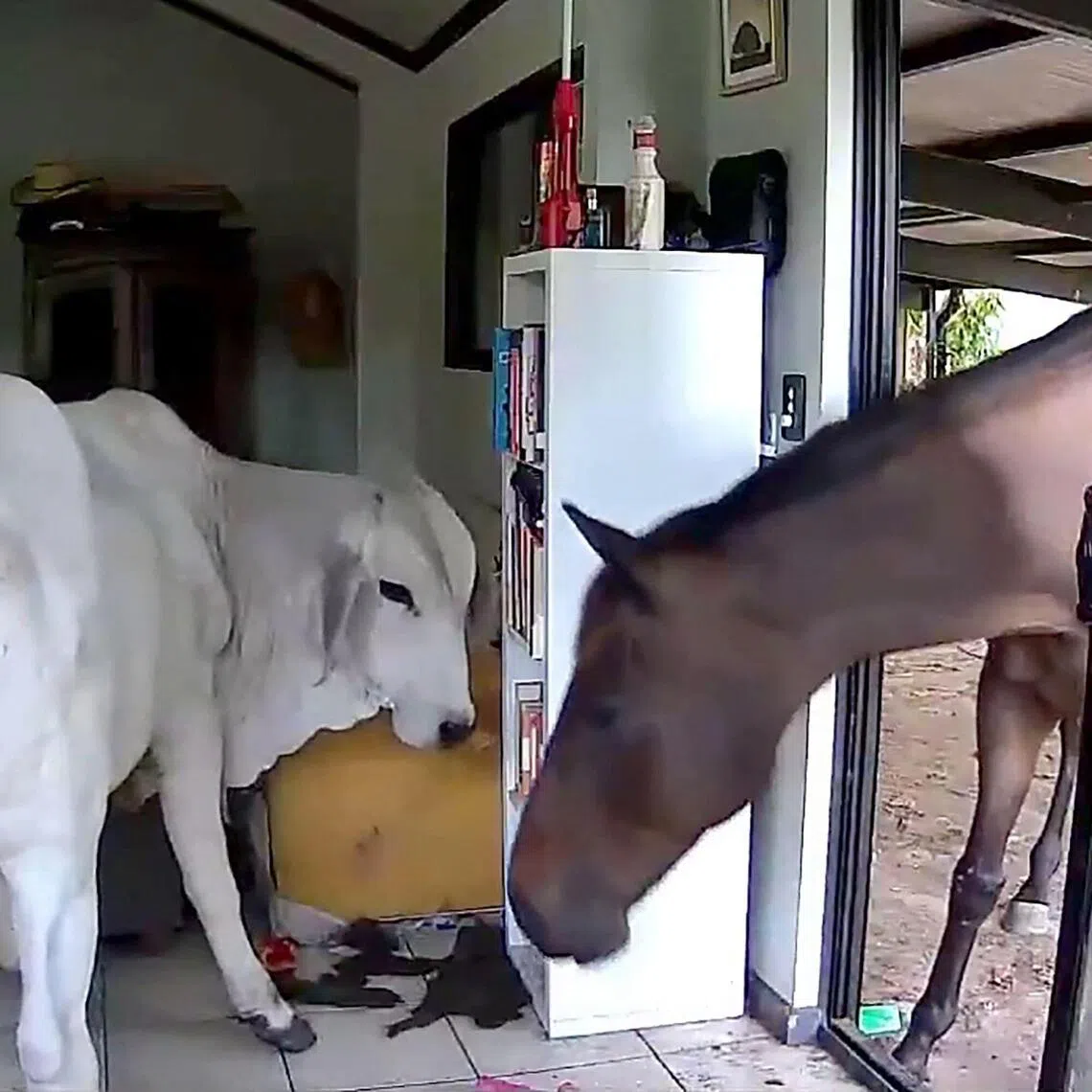A bull and a horse make themselves at home inside an Australian lawmaker’s house in Darwin.