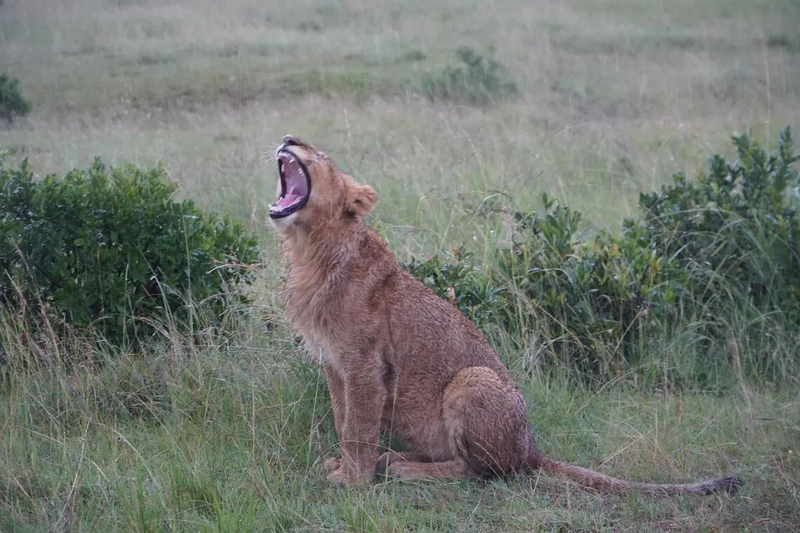 African safaris tend to be expensive, logistically challenging, and in areas so remote that they are unsafe without a trained guide. Here is what to consider before choosing one.