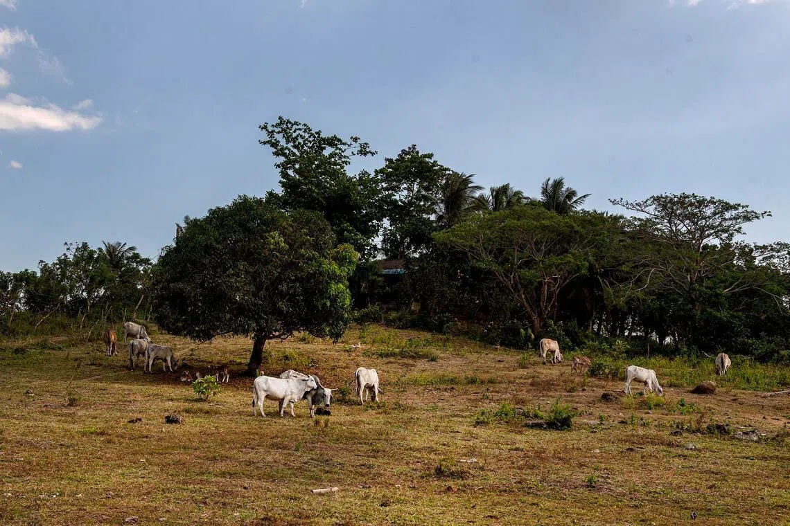 Cattle grazing in a field in Milagros town in Masbate, Philippines, on April 12.
