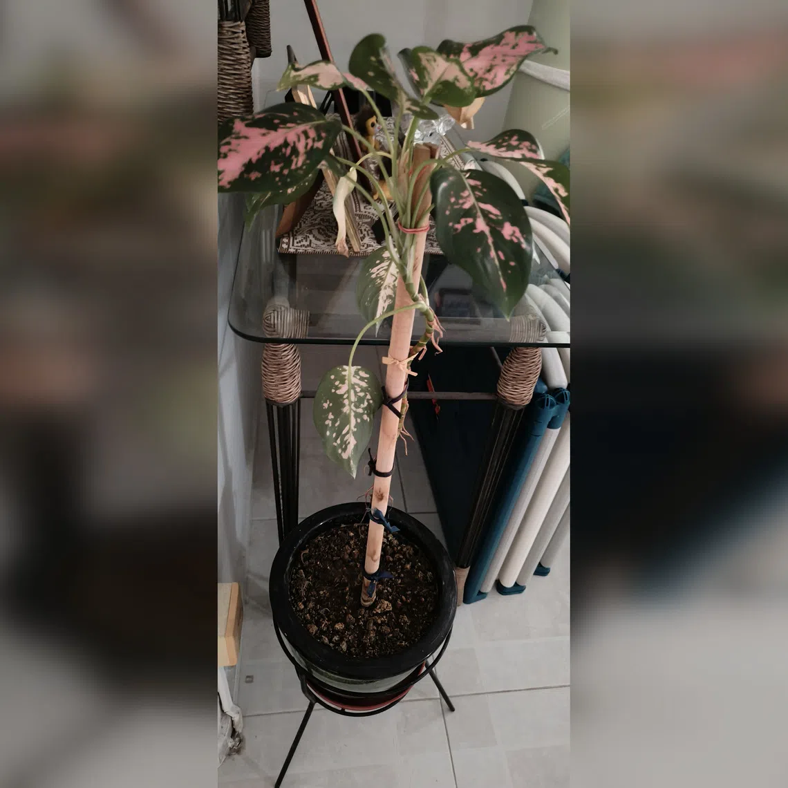 This is an older plant that can be propagated by stem-cutting.