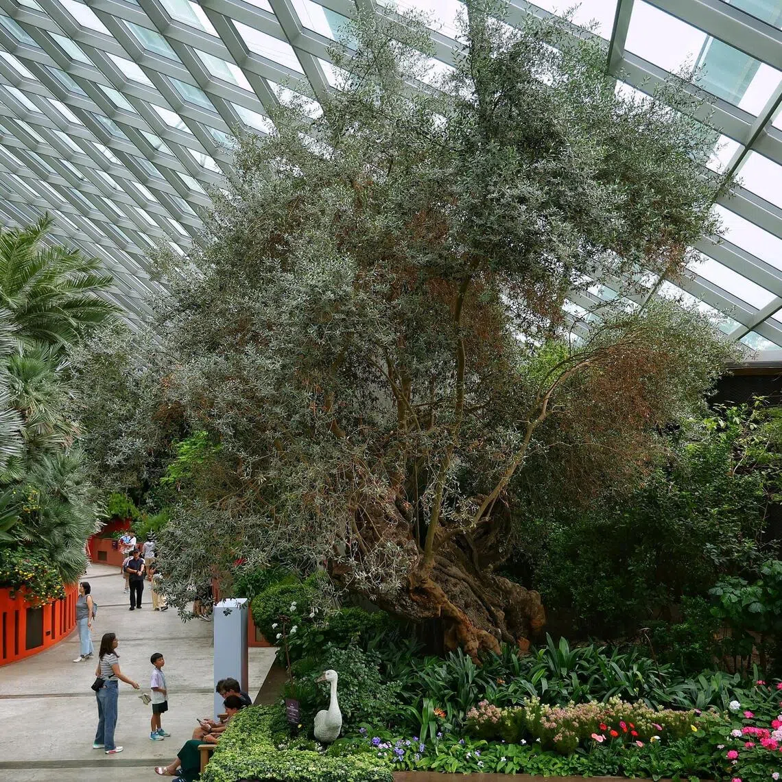 A child stops to admire the 1,000-year-old olive tree in the Flower Dome at Gardens by the Bay on Nov 5, 2025. Relatively unknown spots in Singapore where children can engage in experiential learning.
