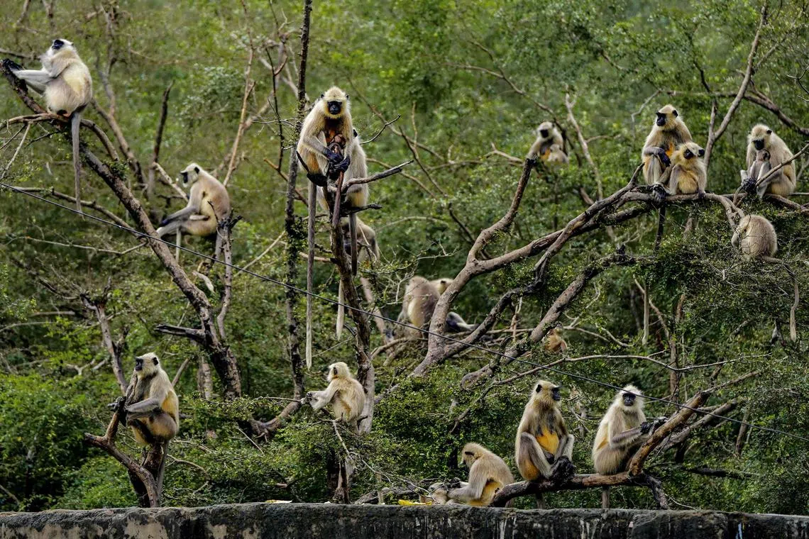 A tribe of langur monkeys perch on the branches of a tree in Pushkar, India on Sept 2, 2025. 