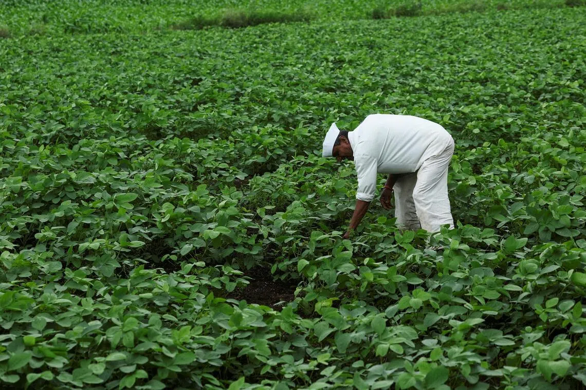 India urges crop shift for monsoon planting as rains falter