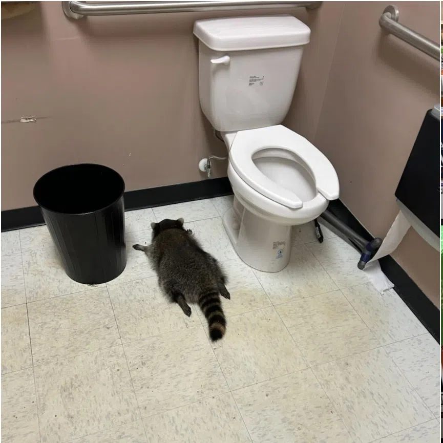 A raccoon broke into a liquor store in Virginia, US, in the early hours of Nov 29, consumed alcohol and passed out.