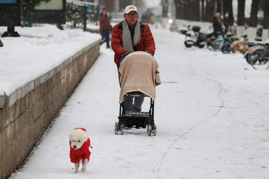 A man pushes a trolley as he walks next to his dog amid snowfall in Beijing, China December 14, 2023. REUTERS/Tingshu Wang