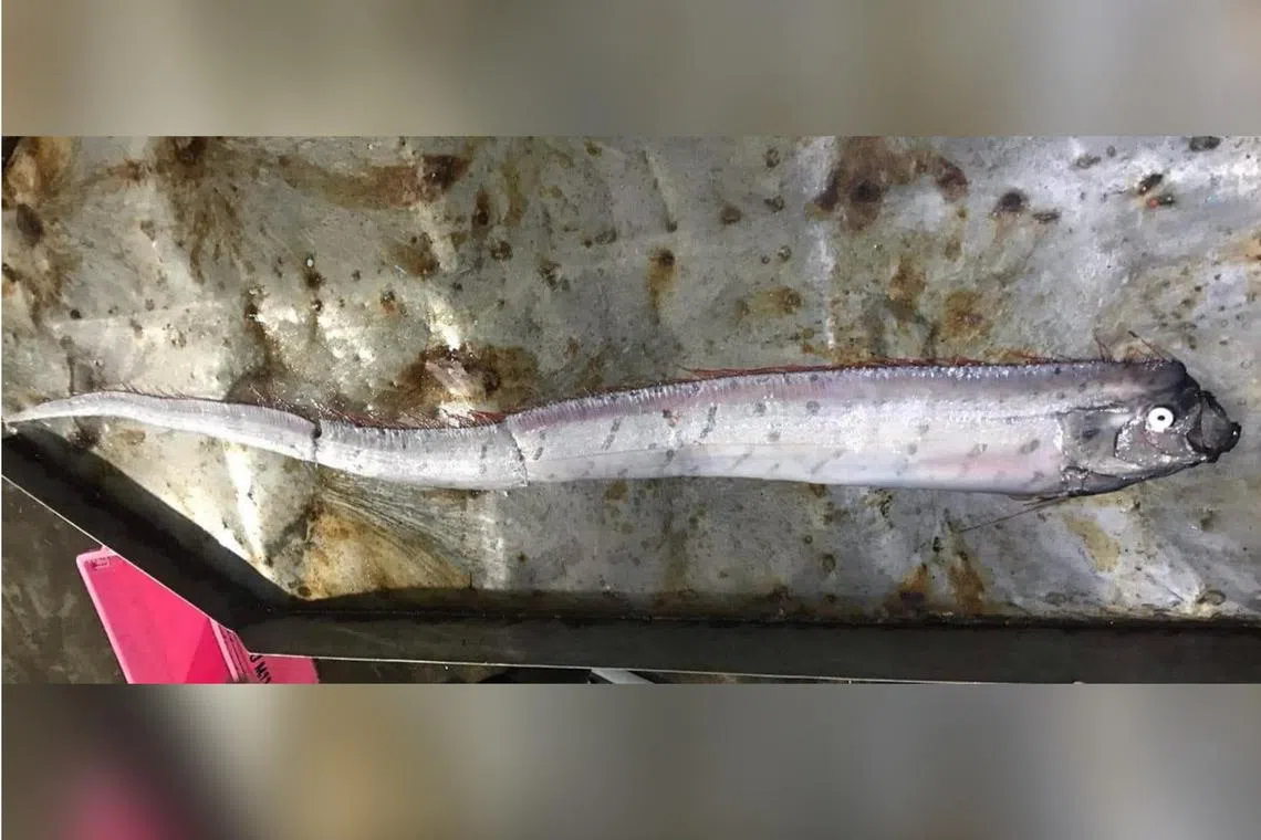 Oarfish and sunfish are assumed to appear in Thailand due to the Indian Ocean Dipole, an irregular oscillation of sea surface temperatures.