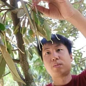 Orchard owner Tan Chee Keat, 35, said about 20 per cent of his trees had begun fruiting much earlier than usual. 