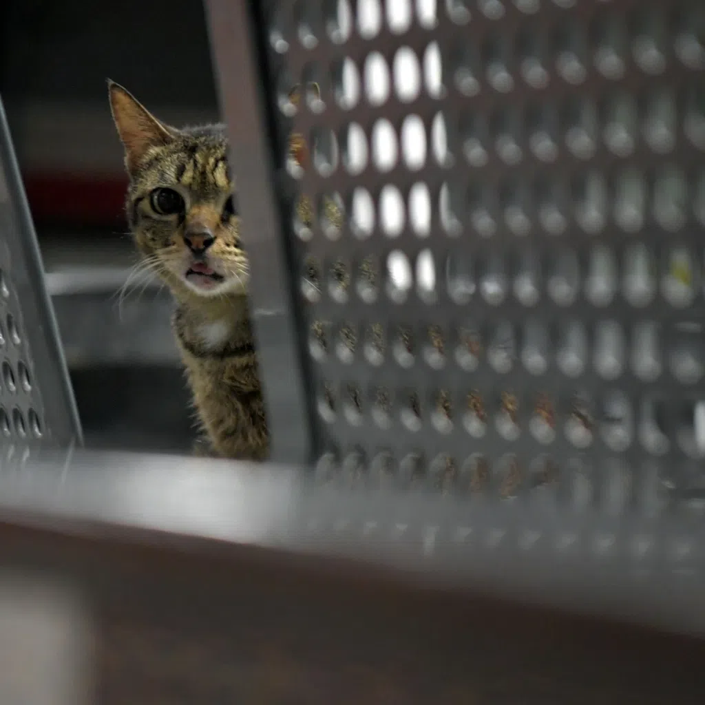 Catsafe, one of 20 youth-led projects showcased at the SG Youth Forum, aims to help protect community cats with smart trackers.