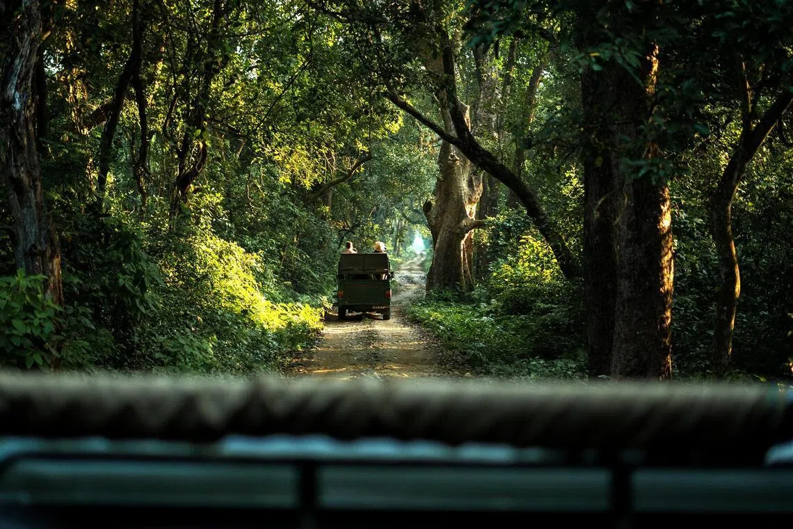 Sal forest, Bardiya National Park. The park in Nepal’s remote south-west offers superb wildlife viewing without the crowds, and is becoming one of Asia’s best places to see these wild cats. 