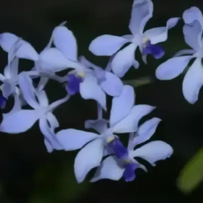 The rare orchid called “Fah Mui Noi” was ound in a dry dipterocarp forest in Chiang Dao district, Thailand.
