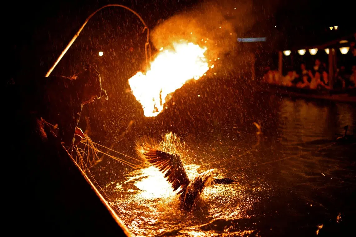 A tamed cormorant belonging to cormorant fishing master or usho Youichiro Adachi, 48, splashing water with its wings during cormorant fishing or ukai, on the Nagara River in Oze, Seki, Japan, Sept 8, 2023. 