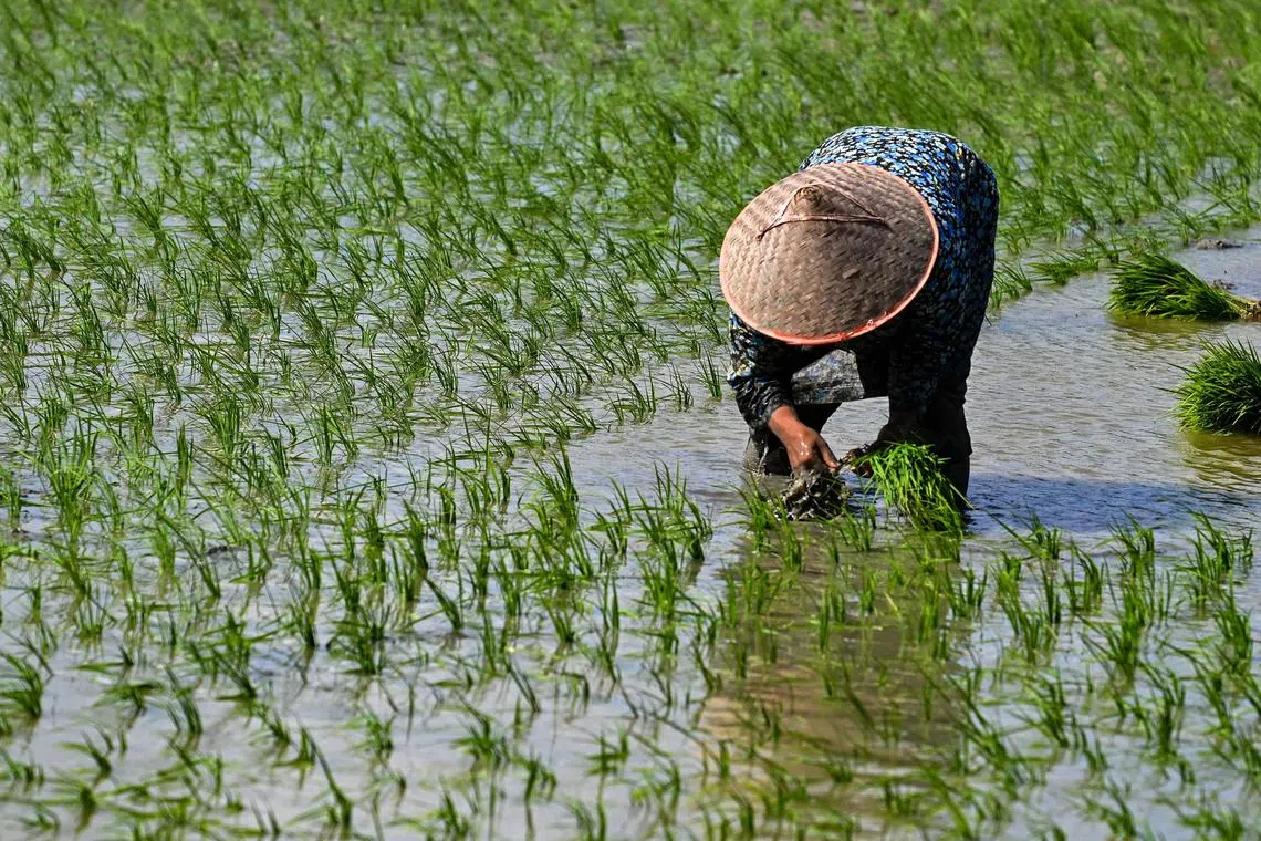Rice is a staple for most of Indonesia’s population and price movement is politically sensitive.